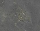 Rare Devonian Fossil Starfish & Marrellomorph - #28616-2
